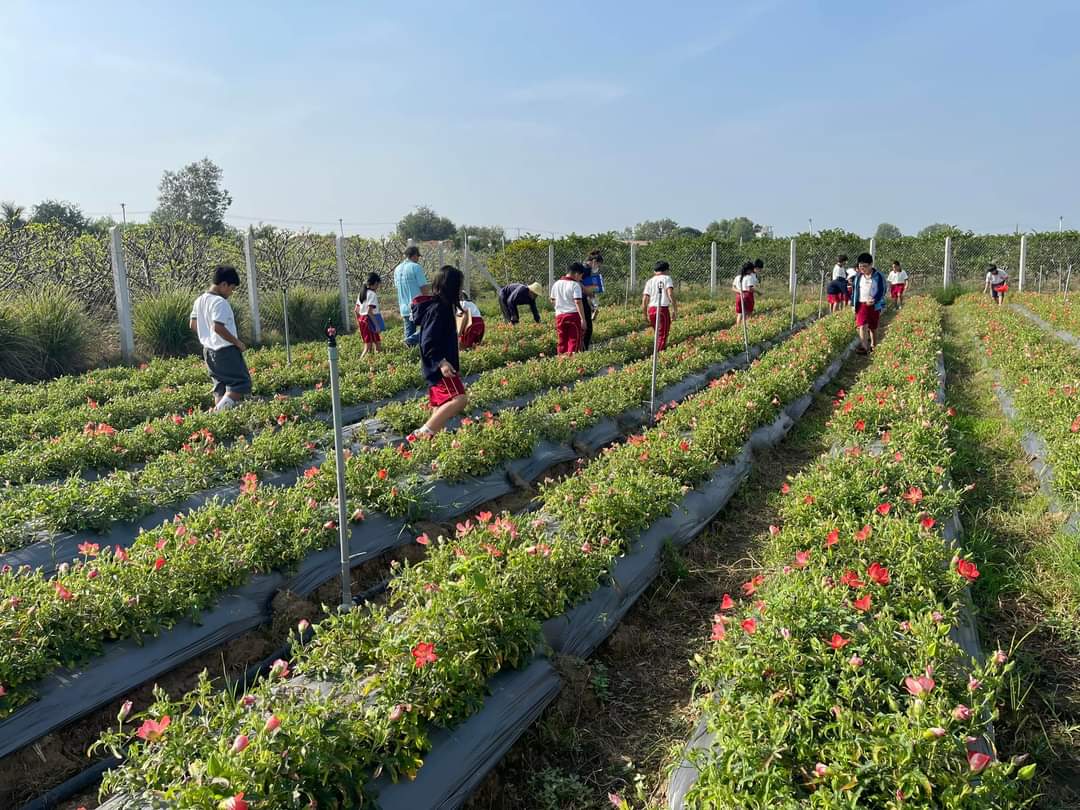 Vườn Sâm Bố Chính Bà Đen Farm Tây Ninh